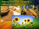 Урожай пшеницы, кукурузы и подсолнечника
