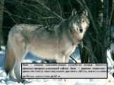 Волк – хищное млекопитающее семейства псовых. Является прямым предком домашней собаки. Волк — крупное животное: длина его тела (с хвостом) может достигать 160 см, высота в холке до 90 см; масса тела до 62 кг.