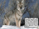 По общему виду волк напоминает крупную остро-ухую собаку. Ноги высокие, сильные; голова широколо-бая, морда относительно ши-рокая, сильно вытянута и по бокам обрамлена «бакен-бардами».