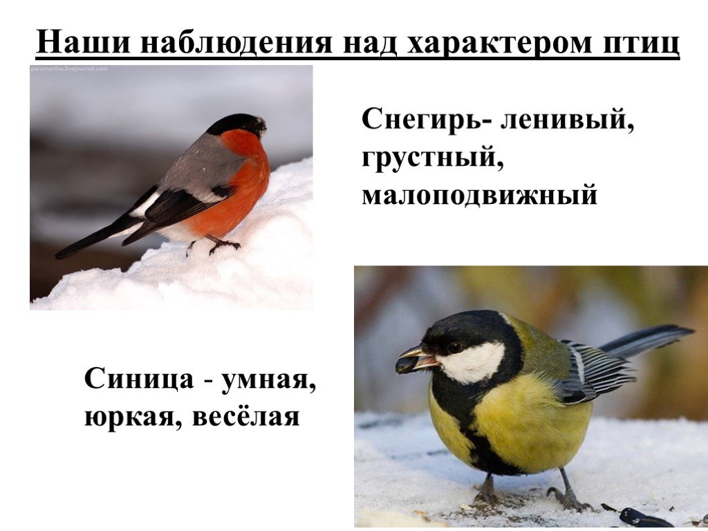 В каких произведениях есть птицы. Зимующие птички. Характер зимующих птиц. Птицы нашего края синичка. Синица характер птицы.