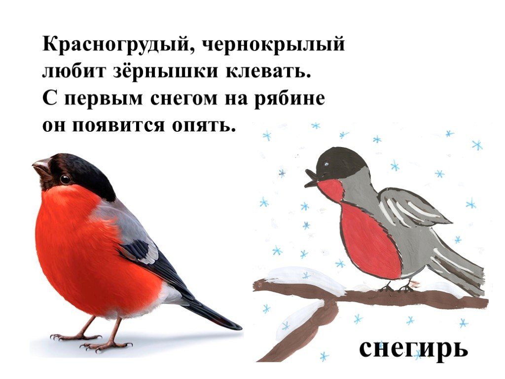 Стихи про птиц для детей короткие