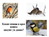 Какие птицы в крае нашем зимуют уж давно?