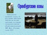 .. .Здешние козы составляют не вид, не род, а разве небольшое отродье, как донская киргизская или горская лошадь суть отродье общей породы конской В.И. Далъ. «О козьем пухе». 1835. Оренбургские козы