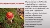 Мухомор красный (Amanita muscaria) растет в разных лесах, особенно красивым рождается под березами. Он относится к ядовитым грибам, которые вызывают удушье, обморочное состояние, сильные расстройства желудка, изредка отмечаются смертельные случаи отравления. Мухомор красный, ядовитый