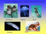 Спрут. Многообразие обитателей моря. Медуза Морской конёк Кальмар Дельфины