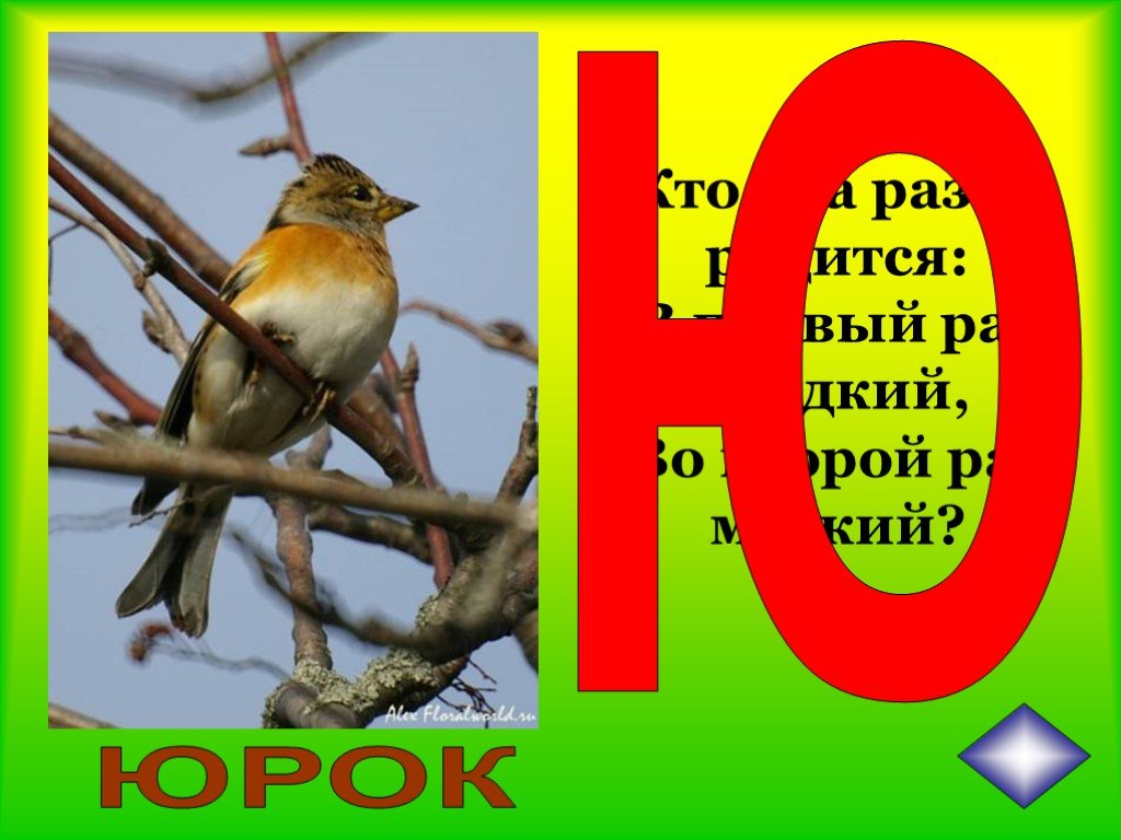 Зверь на букву ю. Птица на букву ю. Загадка про Юрок. Загадка про птицу Юрок. Юрок загадка для детей.