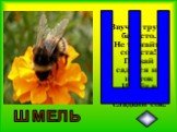 Звучит труба басисто. Не трогайте солиста! Пускай садится на цветок И пьёт в антракте сладкий сок. ШМЕЛЬ