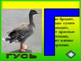 По лужку он важно бродит, Из воды сухим выходит, Носит красные ботинки, Дарит мягкие перинки. ГУСЬ