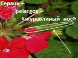 Герань – pelargos – «журавлиный нос»