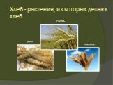 Хлеб - растения, из которых делают хлеб. рожь пшеница ячмень