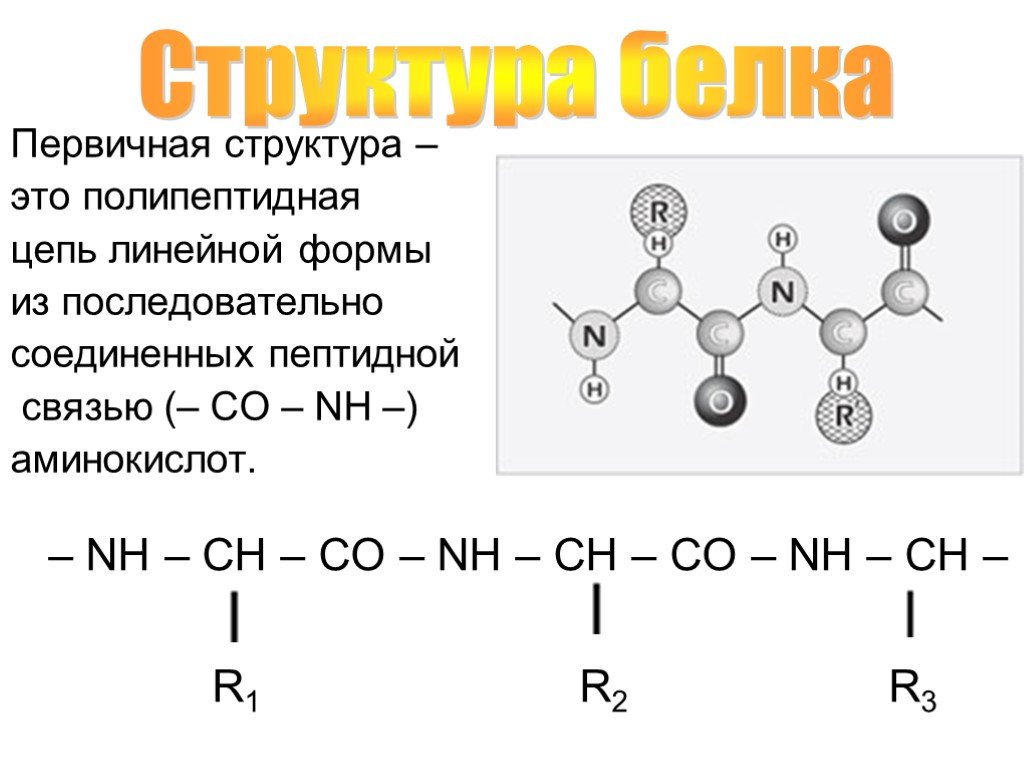 Белки пептидная цепь. Строение первичной структуры белка химия. Белки химия первичная структура белка. Химическая формула первичной структуры белка. Первичная структура белка химия.
