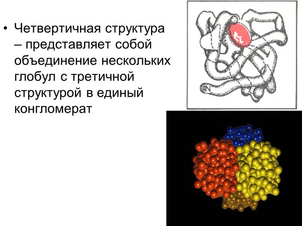 Структура белка представленная глобулой. Белки химия четвертичная структура. Четвертичная структура белка конгломерат. Четвертичная структура инсулина. Четвертичная структура белка.
