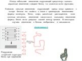 Иногда небольшие изменения окружающей среды могут вызвать серьезные изменения в форме белка, что скажется на его функциях. Слишком сильные изменения окружающей среды могут привести к потере белком его свойств в связи с чрезмерным изменением формы молекулы. Тепло, спирт, различные растворители, соли 