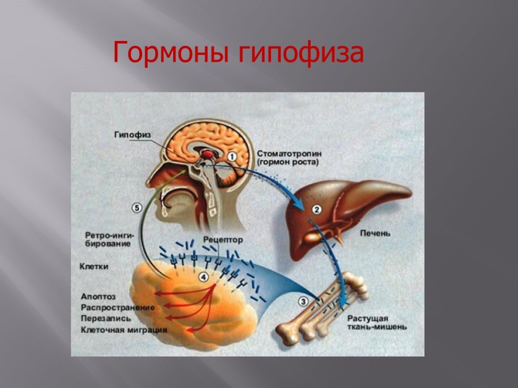 Гипофиз ткань. Гормоны гипофиза. Передняя часть гипофиза. Соматотропный гормон передней доли гипофиза. Гипофиз роль в организме.
