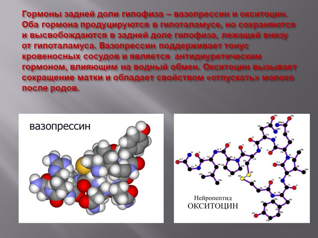 Гипофиза вазопрессин