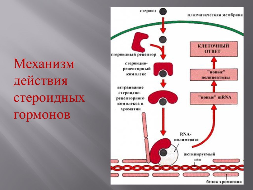 Схема действия стероидных гормонов