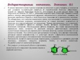 Водорастворимые витамины. Витамин В1. В конце прошлого века тысячи моряков на японских судах страдали, а многие из них умирали мучительной смертью от таинственной болезни «бери-бери». Одной из загадок бери-бери было то, что моряки на судах других стран этой болезнью не болели. В 1882 г. японский мор