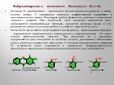 Водорастворимые витамины. Витамины В2 и В6. Витамин В2 (рибофлавин) – производное бензоптеридина содержится в яйцах, молоке, печени. У травоядных животных вырабатывается микробами в пищеварительном тракте. Регулирует работу ферментов, участвует в процессах тканевого дыхания. При недостатке этого вит