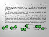 Никотин содержится в листьях и семенах табака (от 1 до 7% в виде соединений с яблочной и лимонной кислотами), имеет вид бесцветной маслянистой жидкости, кипящей при 247 °С, обладает левым вращением, ядовит, добывается из отходов табачной промышленности, применяется как инсектицид. Изомер никотина - 