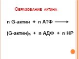 Образование актина. n G-актин + n АТФ (G-актин)n + n АДФ + n НР