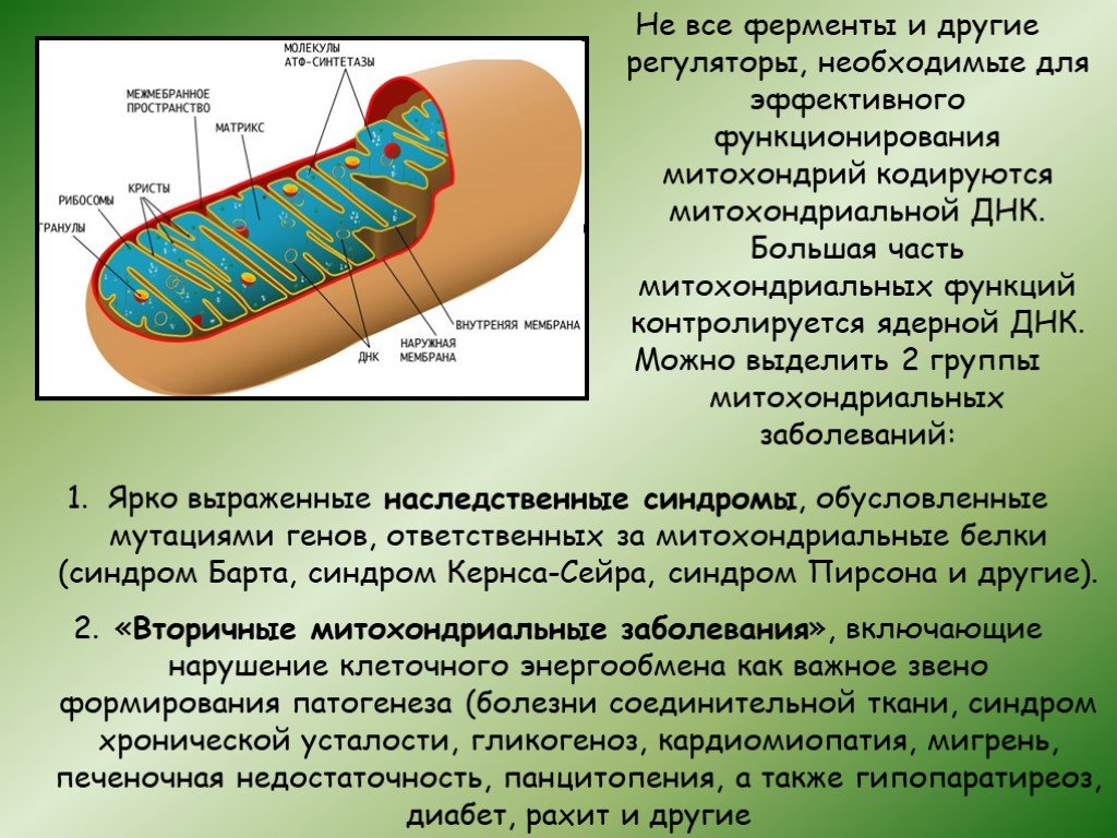 Что такое митохондрии простыми словами у человека. Митохондрии роль в организме. Происхождение митохондрий. Ферменты митохондрий. Болезни митохондрий.