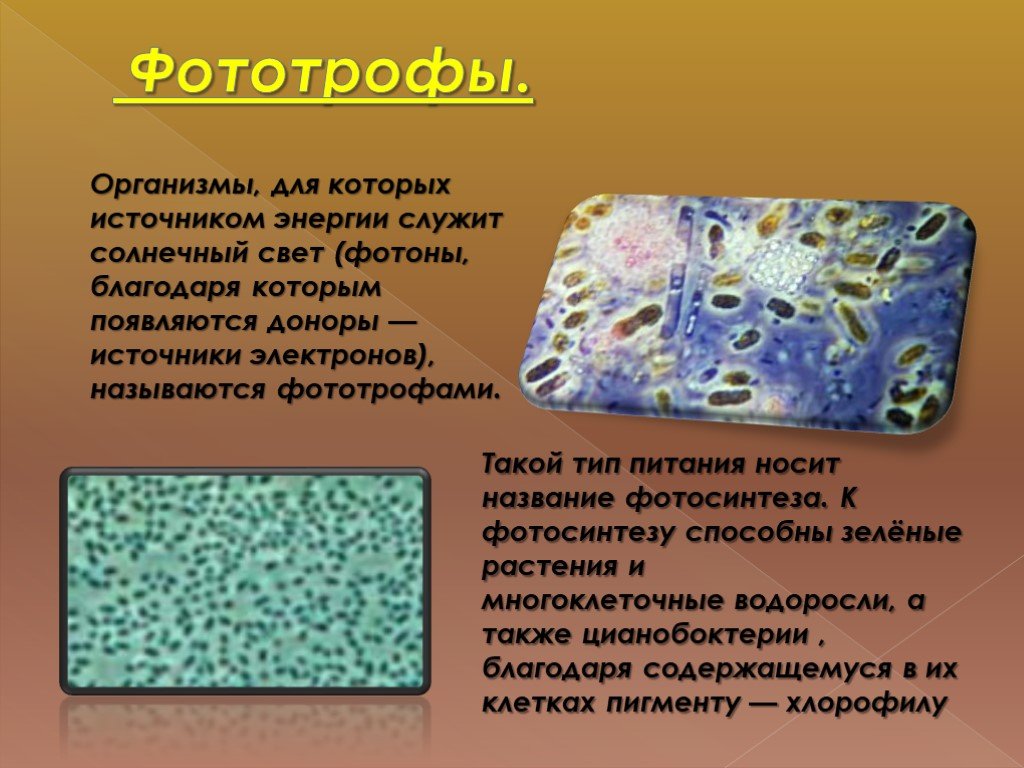 Солнечные бактерии. Фототрофы. Фототрофы организмы. Бактерии фотоавтотрофы. Фототрофный Тип питания.
