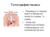 Топография печени. Примерно ¾ печени лежит в брюшной полости справа, ¼ - слева. Сложный связочный аппарат стабилизирует это положение органа.