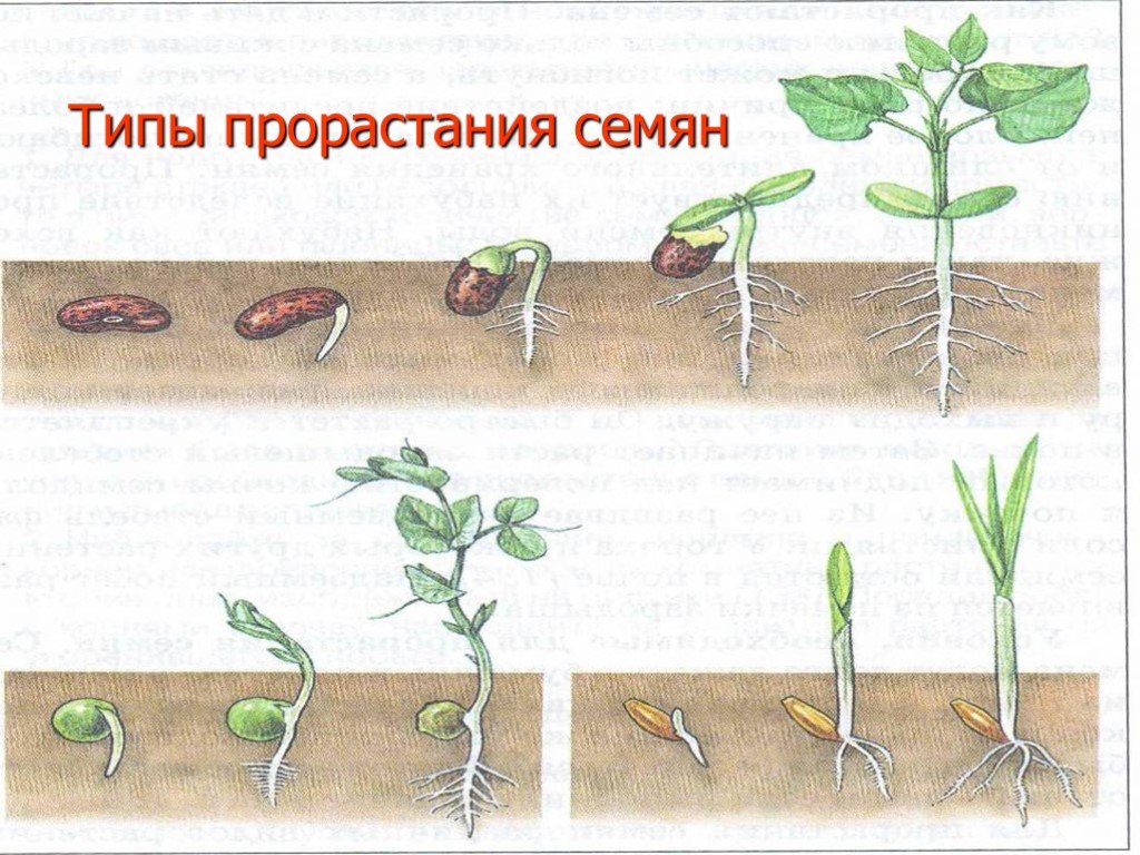 Описать условия прорастания семян