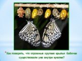 Как поверить, что огромные хрупкие крылья бабочки существовали уже внутри куколки?