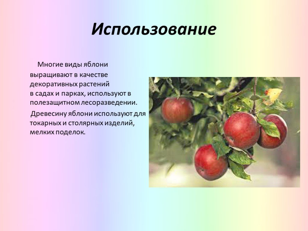 Яблоня относится к растениям. Культурные растения яблоко. Презентация на тему яблоко. Яблоня окружающий мир.
