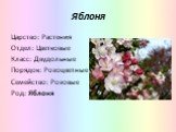 Царство: Растения Отдел: Цветковые Класс: Двудольные Порядок: Розоцветные Семейство: Розовые Род: Яблоня