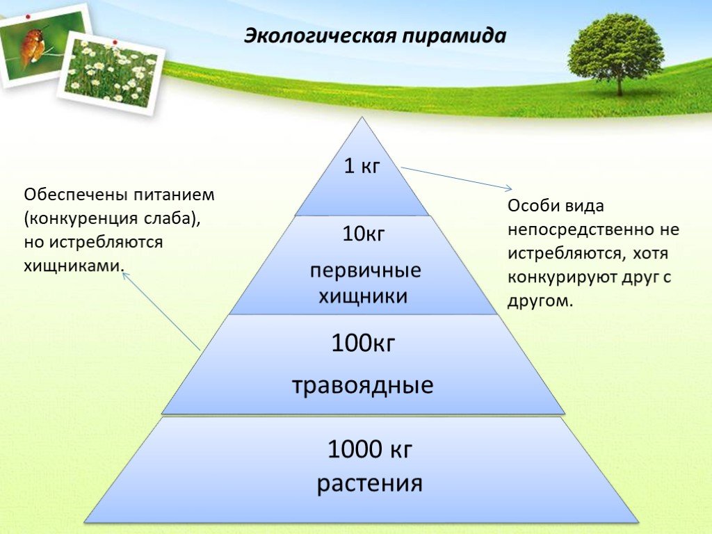Экологическая пирамида биоценоза. Экологическая пирамида. Составление экологической пирамиды. Экологическая пирамида это в биологии. Экологические пирамиды это в экологии.