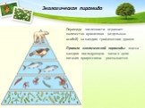 Экологическая пирамида. Пирамида численности отражает количество организмов (отдельных особей) на каждом трофическом уровне. Правило экологической пирамиды: масса каждого последующего звена в цепи питания прогрессивно уменьшается.
