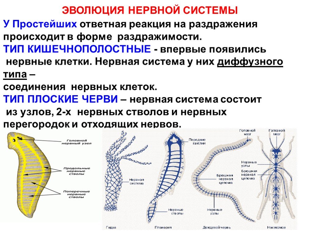 Диффузно узловая трубчатой нервной системы. Строение нервная система кишечнополостных,червей. Эволюция нервной системы у кишечнополостных. Нервная система кишечнополостных червей. Типы нервных систем червей таблица.