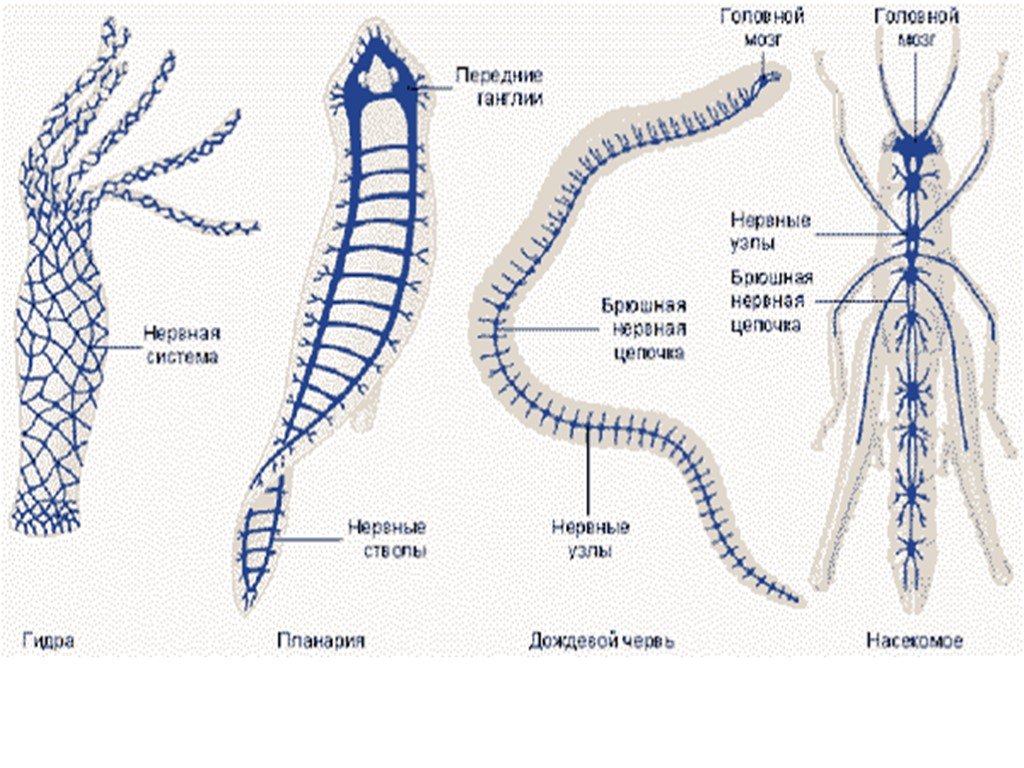 Диффузно узловая трубчатой нервной системы. Эволюция нервной системы у первичноротых организмов. Эволюция нервной системы у животных. Эволюция нервной системы червей. Типы нервной системы диффузная трубчатая.