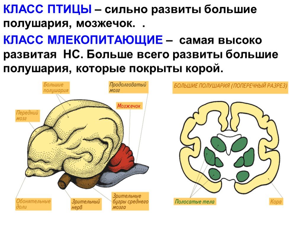 Передний мозг млекопитающих покрыт. Полушария переднего мозга у млекопитающих. Большие полушария мозга млекопитающих. Функция больших полушарий переднего мозга у млекопитающих. Продолговатый мозг у млекопитающих.