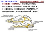 ТИП МОЛЛЮСКИ – диффузно-узловой тип нервной системы - нервные узлы находятся в разных частях тела и соединены нервными стволами. У головоногих – есть головной мозг.
