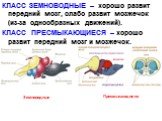 КЛАСС ЗЕМНОВОДНЫЕ – хорошо развит передний мозг, слабо развит мозжечок (из-за однообразных движений). КЛАСС ПРЕСМЫКАЮЩИЕСЯ – хорошо развит передний мозг и мозжечок. Земноводные Пресмыкающиеся