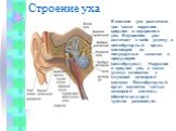 Строение уха. В составе уха различают три части: наружное, среднее и внутреннее ухо. Внутреннее ухо включает в себя улитку и вестибулярный орган, состоящий из полукружных каналов и преддверия (вестибулума). Наружное и среднее ухо, а также улитка относятся к слуховой сенсорной системе. Вестибулярный 