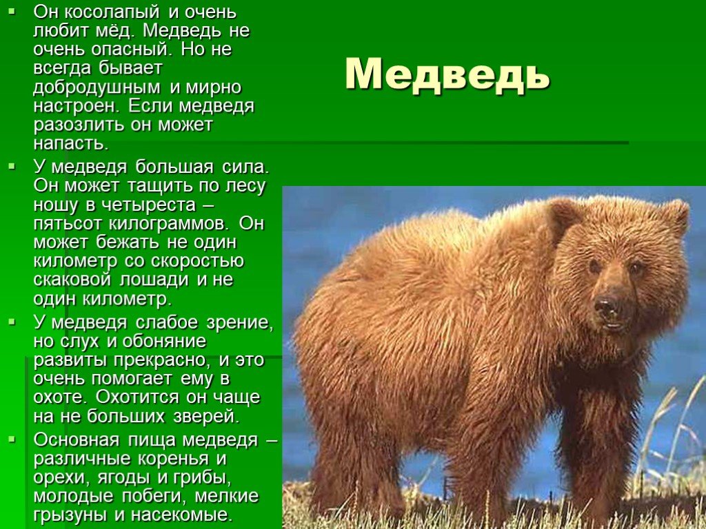 Рассказ про медведя 1 класс. Информация о медведе. Медведь косолапый. Описание медведя. Доклад о медведях.