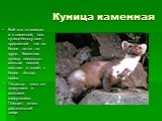 Куница каменная. Всё это относится и к каменной, или кунице-белодушке, прозванной так за белое пятно на груди. Каменная куница несколько меньше лесной, светлее и живёт в более тёплых краях. Питается теми же грызунами и мелкими зверушками. Поедает много растительной пищи.