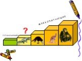 Происхождение и многообразие млекопитающих Слайд: 8