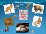Степи и лесостепи койот бизон Луговые собачки (прерии)