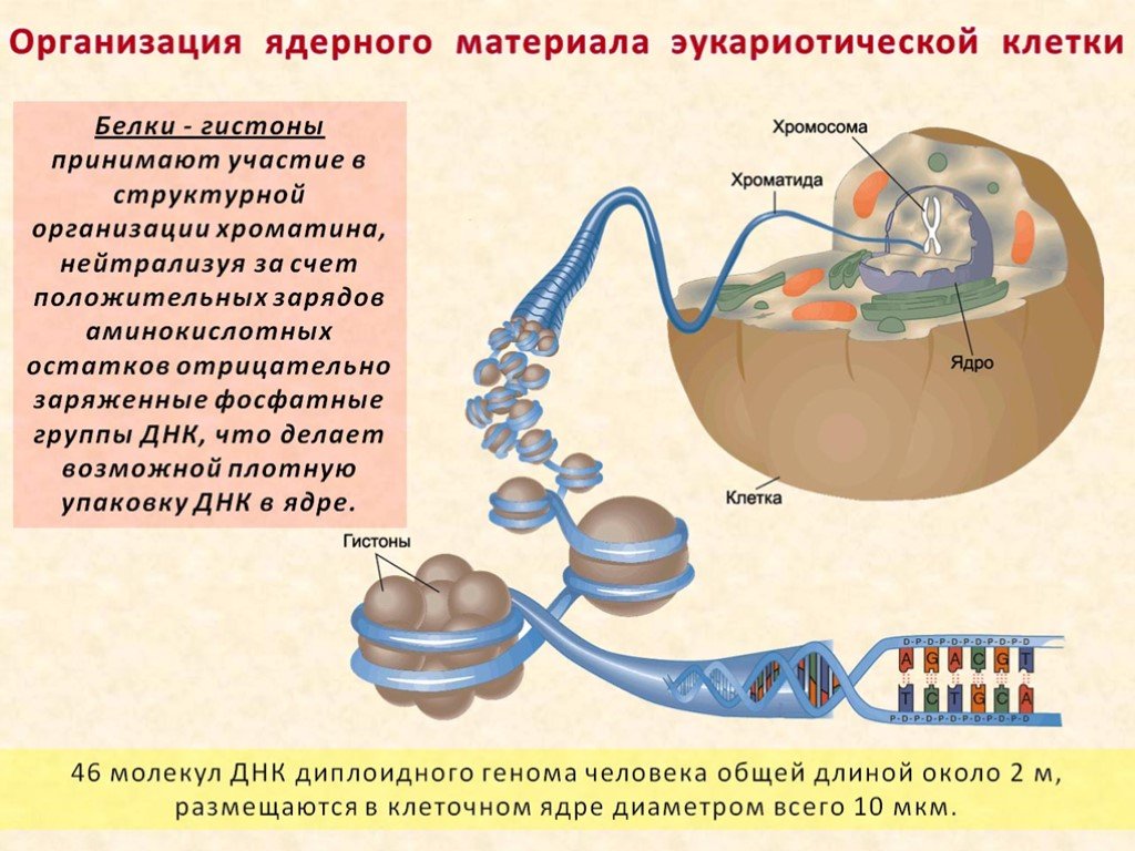 Белки гистоны у эукариот. Организация эукариотических клеток. Организация ядерного материала в клетке. Гистоны у эукариот. ДНК эукариотической клетки.