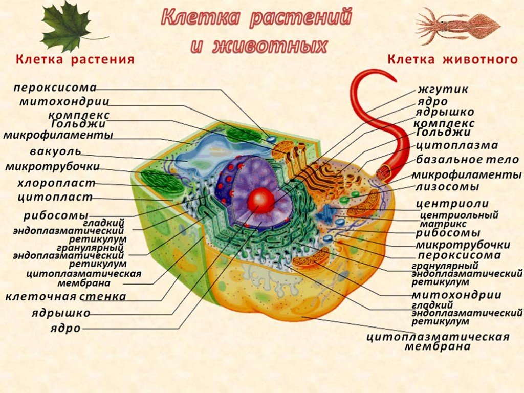 Суть клетки. Микротрубочки в растительной клетке и животной. Микротрубочки в клетке растений. Микротрубочки в животной клетке. Микротрубочки в клетке животных.