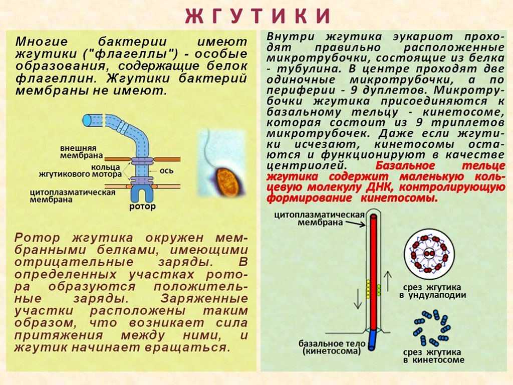 Не имеет мембран. Строение жгутика прокариот. Жгутики бактерий состоят из. Строение жгутика эукариот. Строение прокариотической клетки со жгутиками.