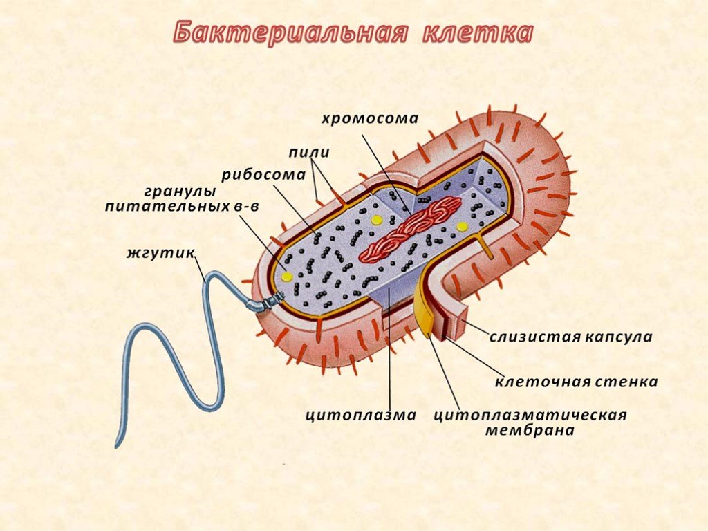 Рибосомы в жгутиках. Строение клетки бактерии капсула. Строение капсулы бактериальной клетки. Пили бактерий строение. Строение бактериальной клетки пили.