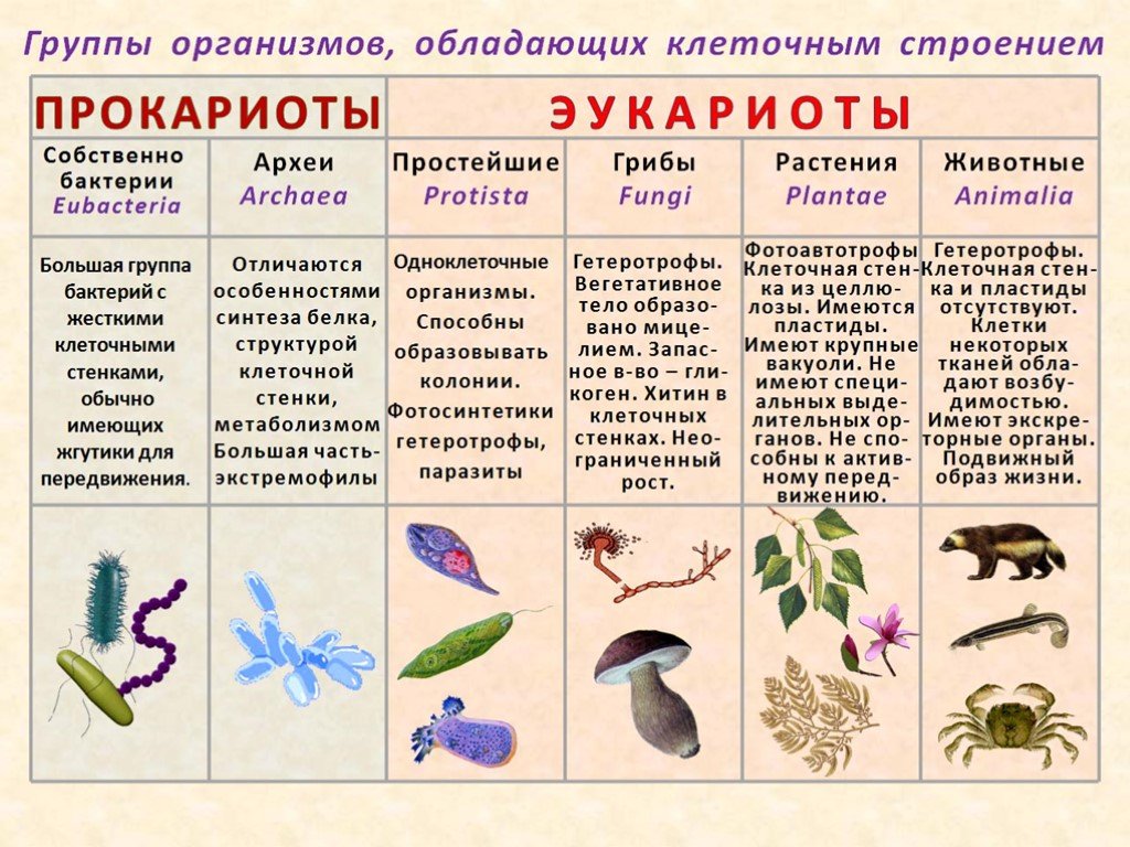 Какие эукариоты. Эукариоты примеры. Прокариоты примеры. Прокариоты и эукариоты примеры. Эукариоты примеры организмов.