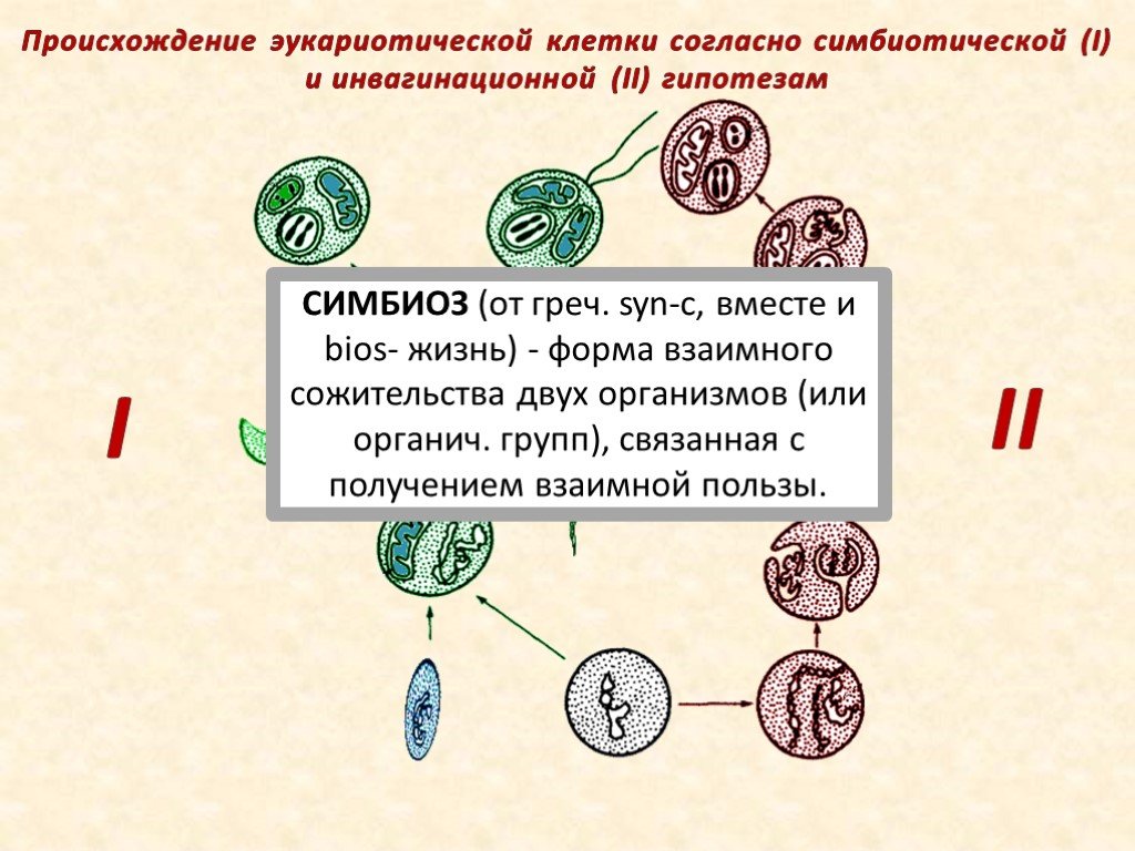Возникновение клеточной формы жизни. Инвагинационная гипотеза происхождения эукариотической клетки. Гипотезы происхождения эукариот. Схема симбиотического образования эукариотической клетки. Гипотезы возникновения эукариот.