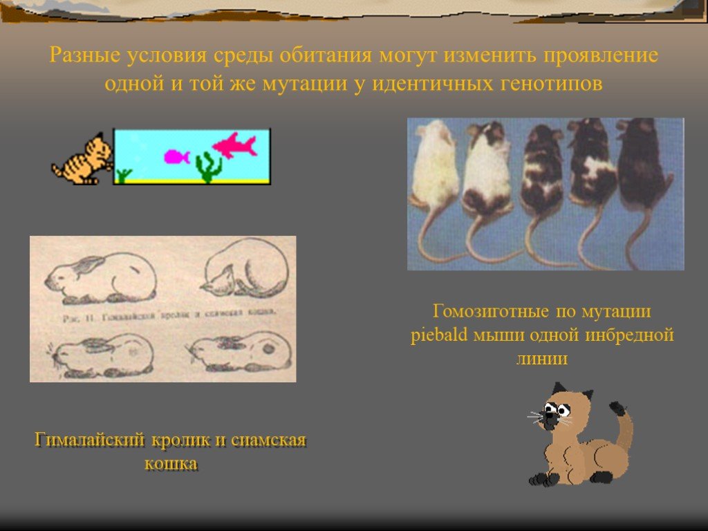 Мутации презентация 9 класс